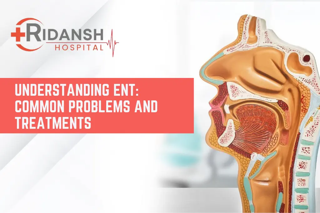 Anatomical cross-section model of the human head and neck highlighting ENT (Ear, Nose, and Throat) structures, featured by Ridansh Hospital